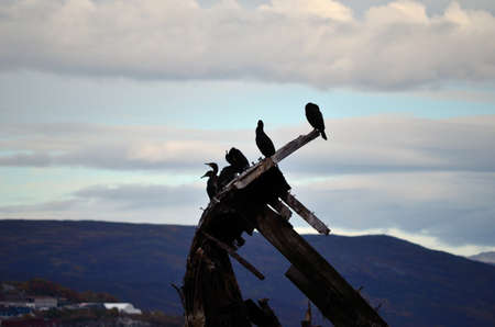Beautiful big cormorant birds sitting on a old ship wreck in the fjord in autumn in northern Norwayの写真素材