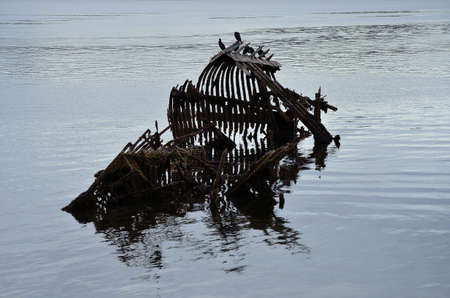 Beautiful big cormorant birds sitting on a old ship wreck in the fjord in autumn in northern Norwayの写真素材