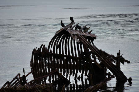 Beautiful big cormorant birds sitting on a old ship wreck in the fjord in autumn in northern Norwayの写真素材