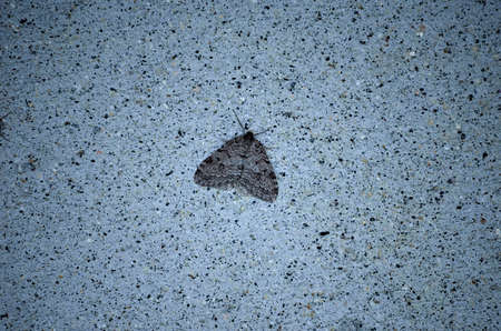 moth on a grey wallの写真素材