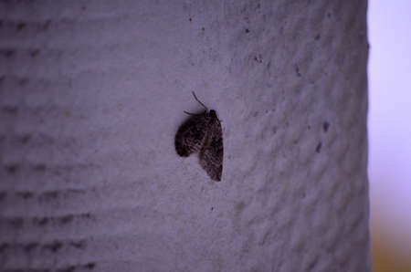 moth on a white pillarの写真素材