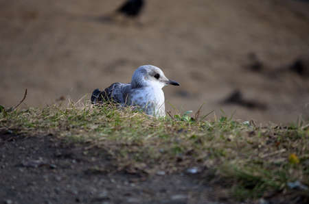 Small seagull resting in the green grass by the pond in autumn close upの写真素材