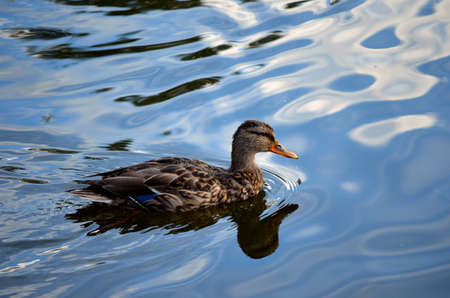 female mallard duck in clear blue pond in autumn close up photoの写真素材