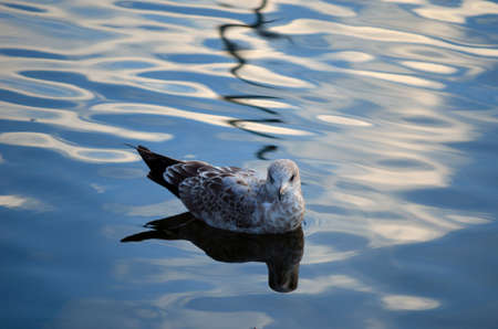 small seagull resting on silent clear pond in autumn close upの写真素材