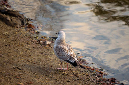 small seagull wanders the pond shore looking for food close upの写真素材