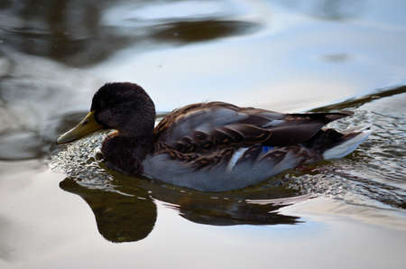male mallard duck swimming on deep blue pond in autumn close up