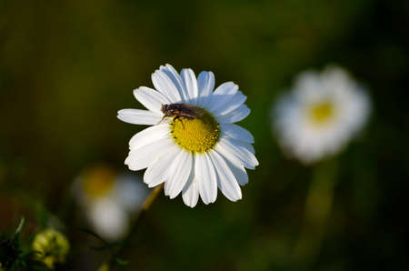 beautiful oxeye daisy wildflower in the late autumn sunの写真素材