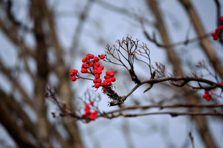 red rowan berries in fallの写真素材