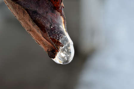 icicle frozen in leaf macro photoの写真素材
