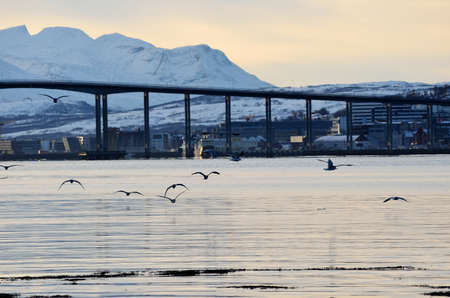 Beautiful seagulls flying away with the tromsoysund bridge and mountain in the backgroundのeditorial素材