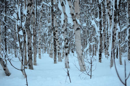 fresh new snow in birch tree forest in winter