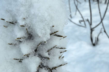 fresh clean new snow on forest trees and branches in winter landscapeの写真素材