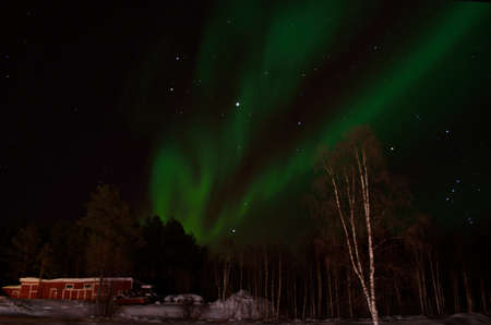 Behind the thick forest the mighty aurora borealis dances on the night sky in winterの写真素材