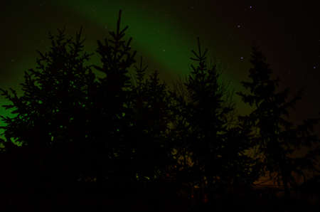Aurora borealis, northern light over spruce tree fores at night in northern Norwayの写真素材
