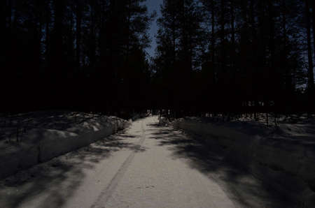 snowy winter forest road lit by moonlight at nightの写真素材