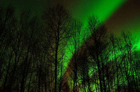 Aurora borealis makes beautiful shapes on the night sky with a fine birch forest in the foregroundの写真素材