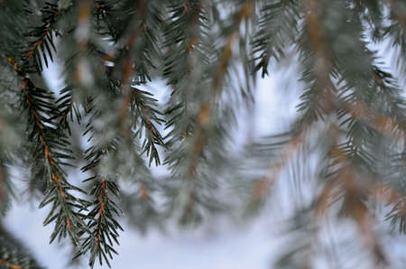 ice and frost covered spruce tree needles and branches in winterの写真素材