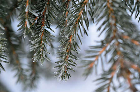 ice and frost covered spruce tree needles and branches in winter