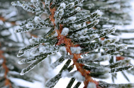 ice and frost covered spruce tree needles and branches in winterの写真素材