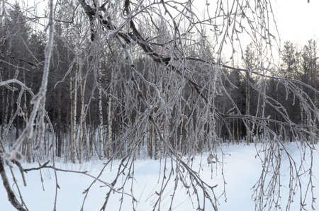 frost covered birch tree branches in winterの写真素材