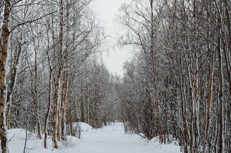 Beautiful snow covered birch forest with a forest trail going through the middleの写真素材