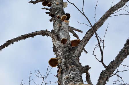 big old tree filled with fungus all over the tree trunk