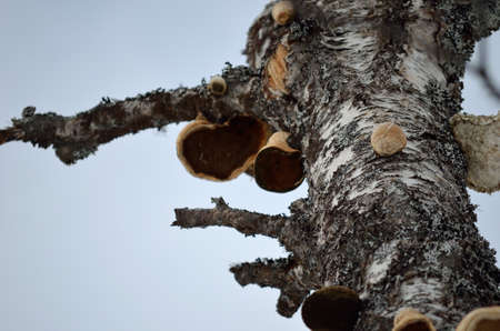 old tree full of big fungus growing on the surface