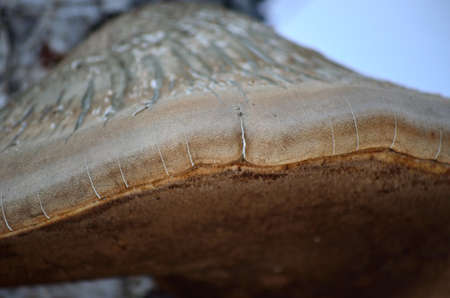 big fungus on old tree in nature macro photoの写真素材