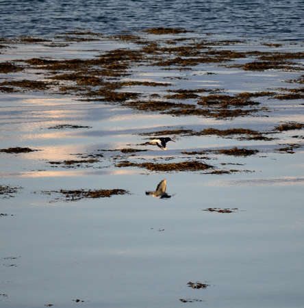 oystercatcher bird flying over sea surface making reflection of it selfの写真素材