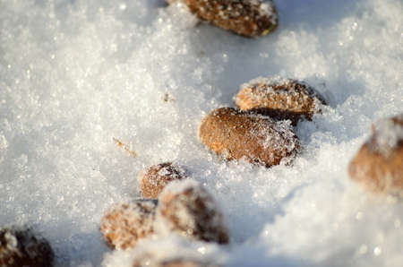moose poop on snow macro photo