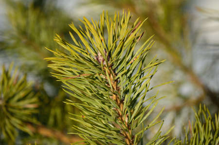 vibrant green pine tree needles macro photo