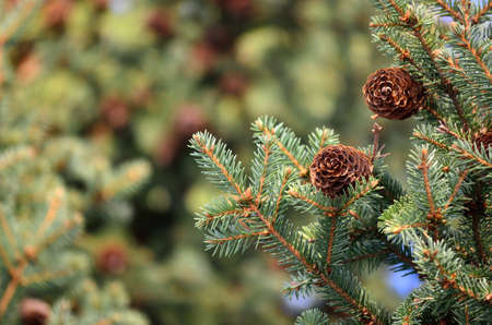 brown cones on vibrant green spruce tree