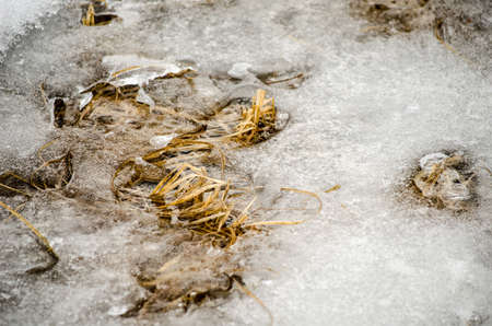 grass under frozen iceの写真素材