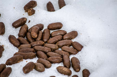 moose poop in snowの写真素材