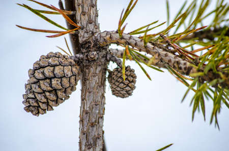 small young pine tree macro photo