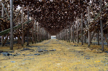 stockfish structure full of cod and other fish hanging to dry in northern norway in summer