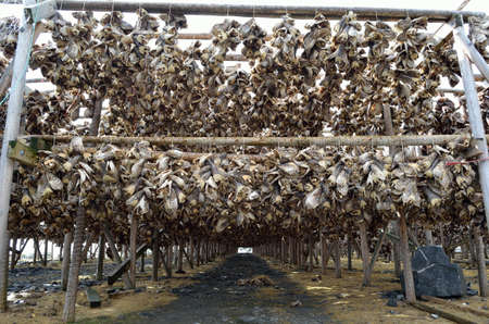 stockfish structure full of cod and other fish hanging to dry in northern norway in summerの写真素材