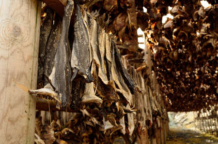 big wooden stockfish structure full of cod and other fish hanging to dry in summer in northern norwayの写真素材