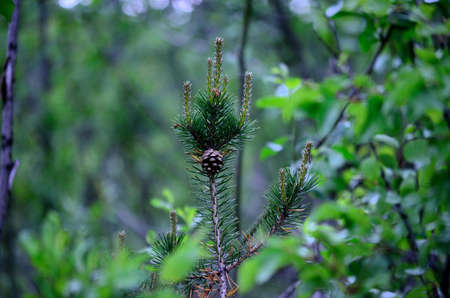 young pine tree with a single cone on it in summer