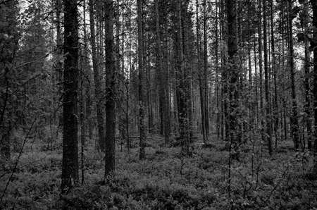 pine tree forestの写真素材