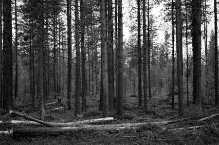 pine tree forest in summer