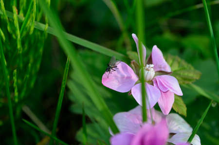 small flie on beautiful pink wildflower in summerの写真素材