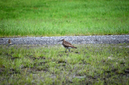 eurasian curlew bird parent singing and watching her chickens in summerの写真素材