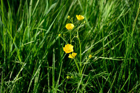 yellow wildflower in green grassの写真素材