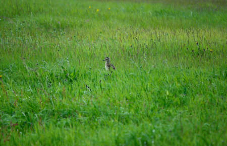 eurasian curlew baby chicken bird standing in tall green grassの写真素材