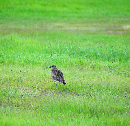 eurasian curlew bird standing in grass in summerの写真素材