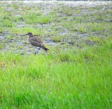 eurasian curlew bird parent is vigilant for its chickensの写真素材