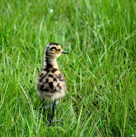 cute eurasian curlew bird chicken walking in tall grass looking for her parentsの写真素材