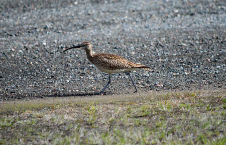 eurasian curlew bird in summertimeの写真素材