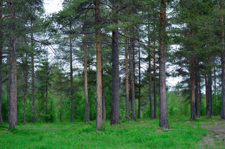beautiful pine tree forest in summer natureの写真素材